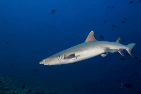 Whitetip reef shark