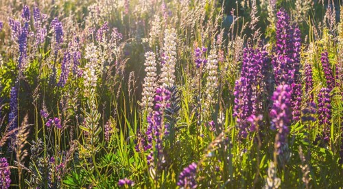 Purple Large-leaved lupines