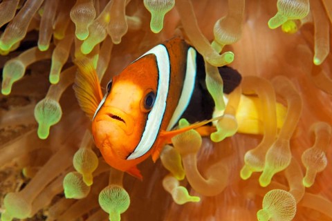 Clarks anemonefish