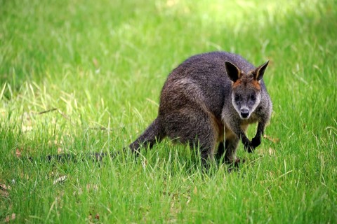 Swamp Wallaby