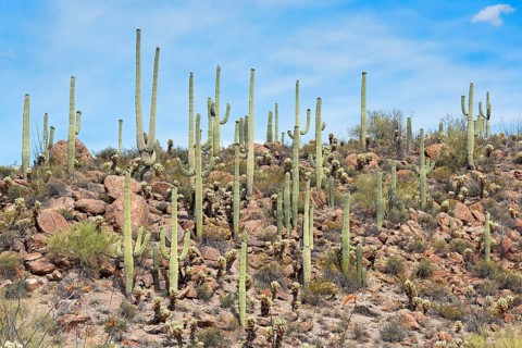 Saguaro Cacti