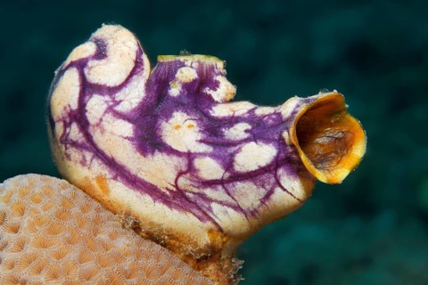 Gold-mouth sea squirt