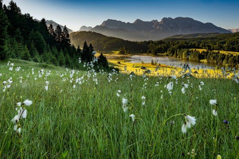 Cottongrass