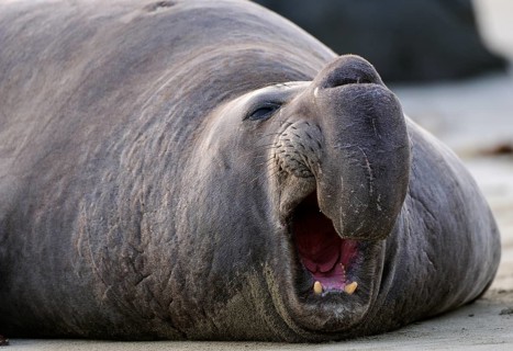 Northern Elephant Seal