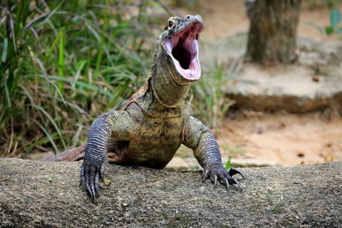 Komodo dragon