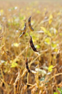 Soya beans