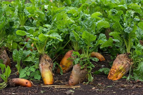Ripe Sugar beets