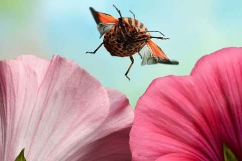 Italian striped-bug