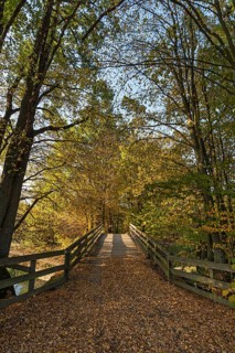 Autumn trees with bridge over the Old Canal