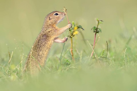 European ground squirrel