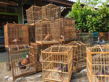 Pigeons in cages