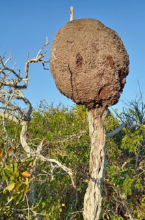 Termites on dead tree