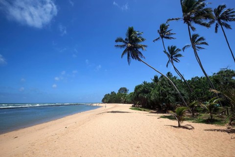 Long sandy beach with palm trees