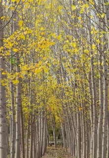Yellow aspens
