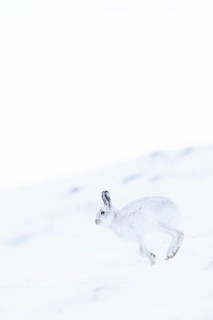 Mountain hare