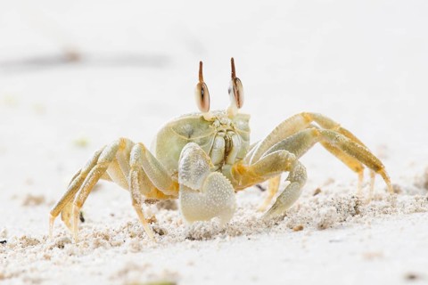 Common Crab