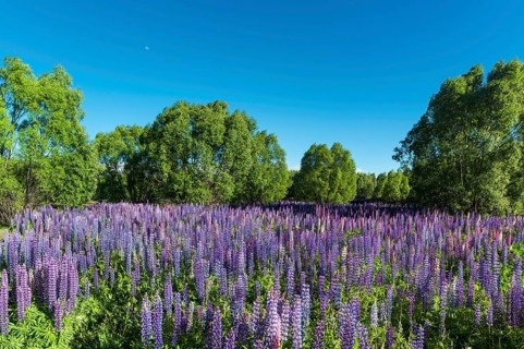 Purple large-leaved lupins