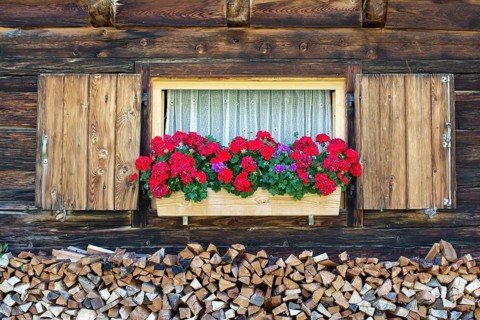 Geraniums in front of window of mountain hut