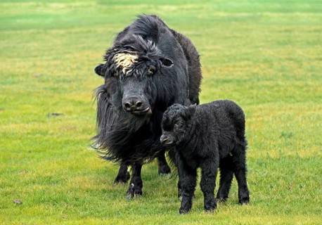 Black Yak Cow