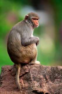 Rhesus monkey