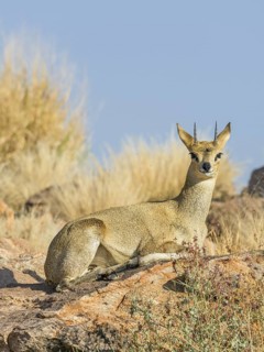 Klipspringer