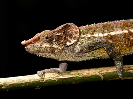 Shorthorn chameleon