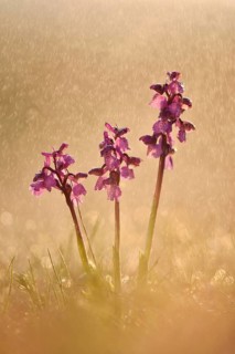 Green-winged orchid
