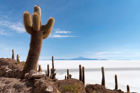 Isla Incahuasi with centuries-old cacti