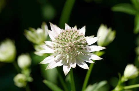 Astrantia major