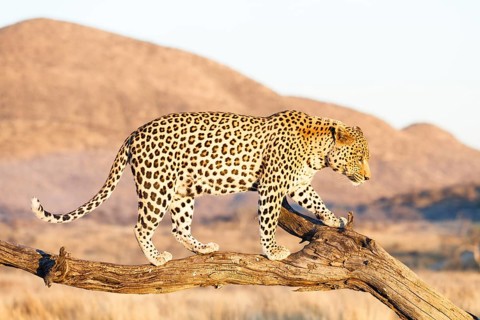Leopard