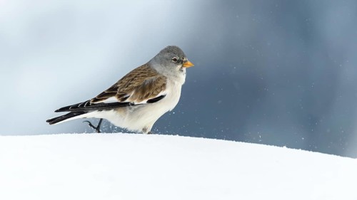 White-winged snowfinch
