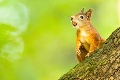 Eurasian red squirrel