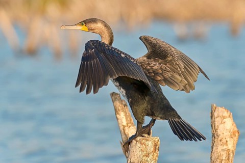 White-breasted cormorant