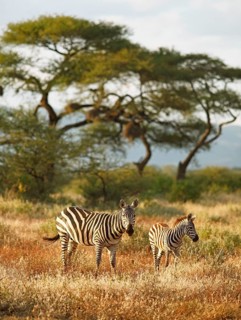 Plains Zebra