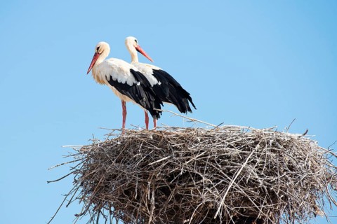 White Storks