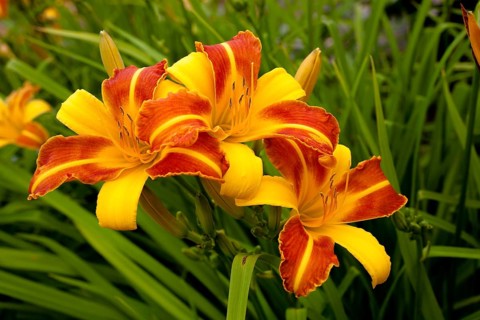 Daylily