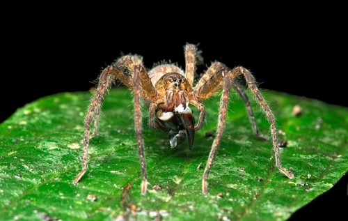 Neotropical migrant spider