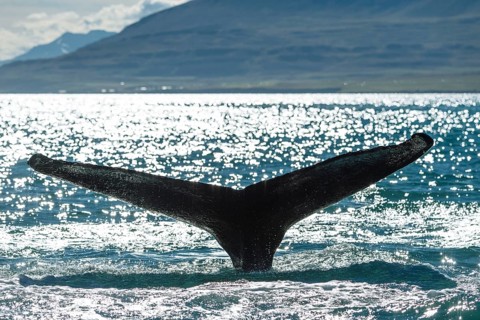 Tail