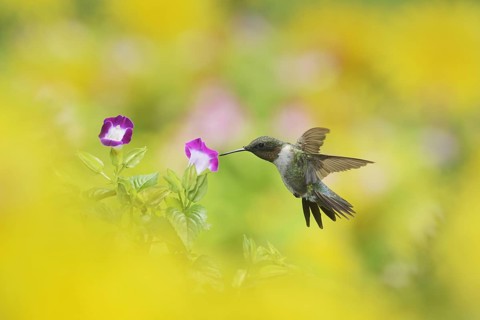 Ruby-throated Hummingbird