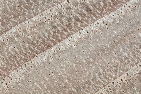 Photomicrograph