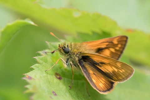 Large skipper