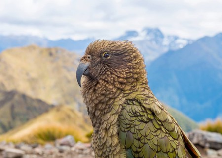 Mountain parrot