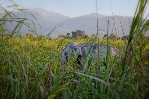 Indian elephant