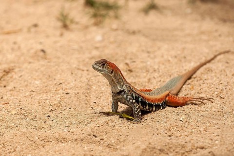 Common butterfly lizard