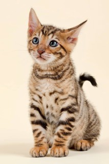 Pedigree cat Toyger