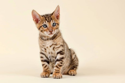 Pedigree cat Toyger