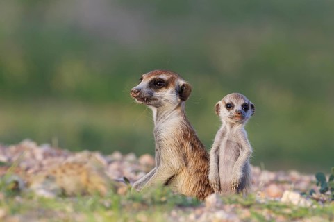 Suricate