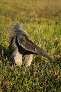 Giant anteater