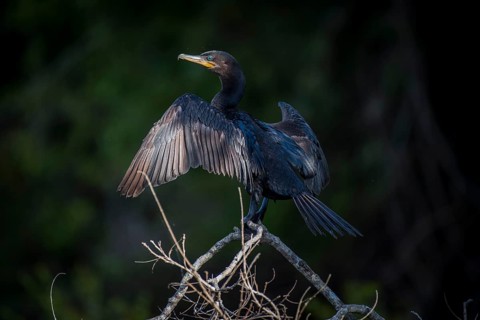 Olivaceous cormorant