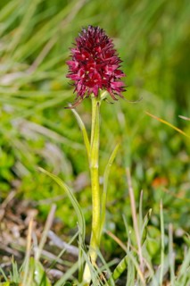 Black vanilla orchid